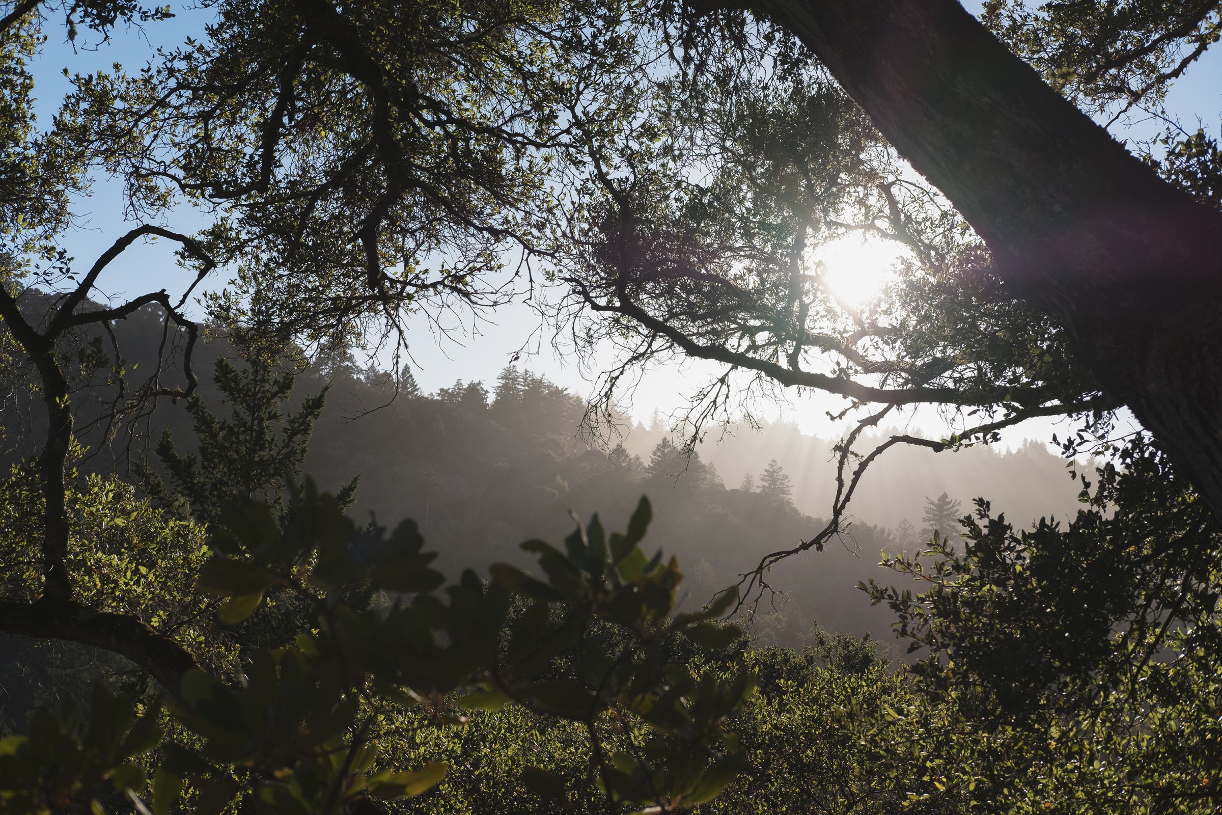 Landscapes
